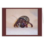 Hermit Crab #3 Cards