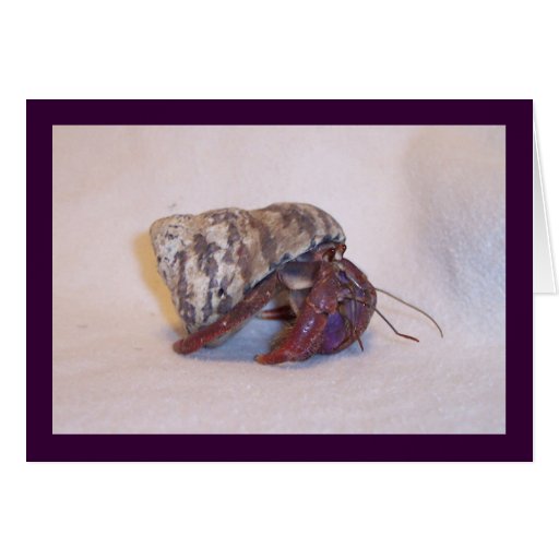 Hermit Crab #4 Cards