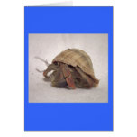 Hermit Crab #8 Cards