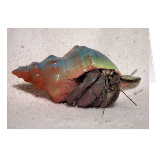Hermit Crab #9 Cards