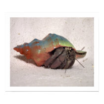 Hermit Crab #9 posters