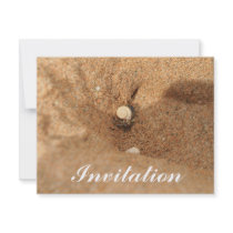 Hermit crab and sands