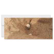 Hermit crab and sands