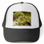 Hermit Crab Couple hats