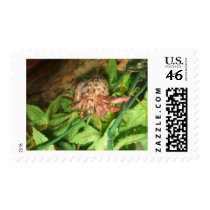 Hermit Crab Fun postage