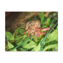 Hermit Crab Fun postcards