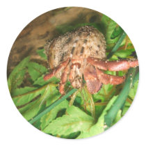 Hermit Crab Fun stickers