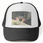 Hermit Crab hats