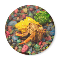 Hermit Crab Magnet 01