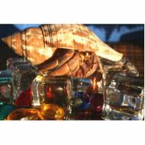 Hermit Crab on Ice Cubes Photo Cut Out