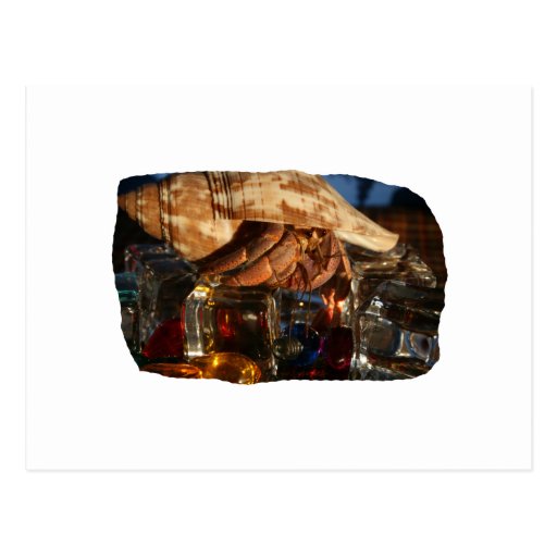 Hermit Crab on Ice Cubes Post Cards