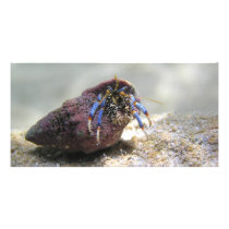 hermit crab customized photo card