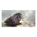 hermit crab customized photo card