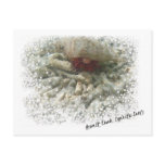 Hermit Crab postcard