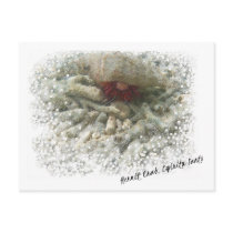 Hermit Crab postcard