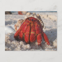 Hermit Crab Postcard