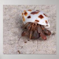 Hermit Crab Print