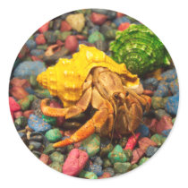 Hermit Crab Stickers 01