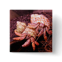 Hermit Crabs Button