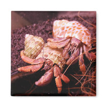 Hermit Crabs Magnet