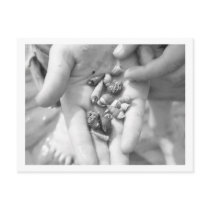 hermit crabs postcards