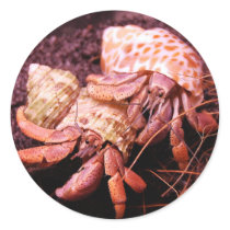 Hermit Crabs Sticker