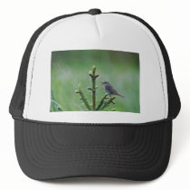 Hermit Thrush Hat