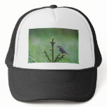 Hermit Thrush hats