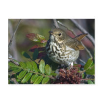 Hermit Thrush Postcard