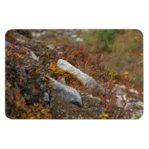 Hermosa Hillside Rectangular Magnets