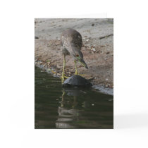 Heron and Box Turtle Card