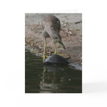 Heron & Box Turtle Card