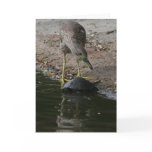 Heron &amp; Box Turtle Card