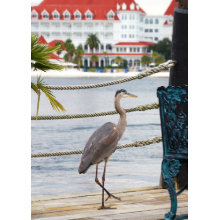 Heron card