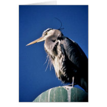 Heron Cards