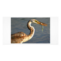 Heron fishing photo cards