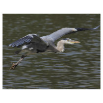 Heron Fly Past flyers