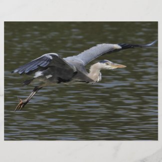 Heron Fly Past flyer