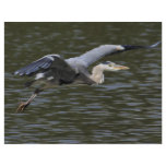 Heron Fly Past flyers