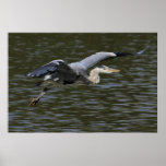 Heron Flypast Print