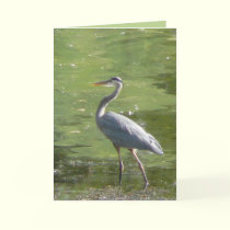 Heron Green cards by MoiraAshleigh Heron Green cards