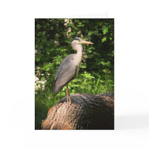 Heron • Greeting Card