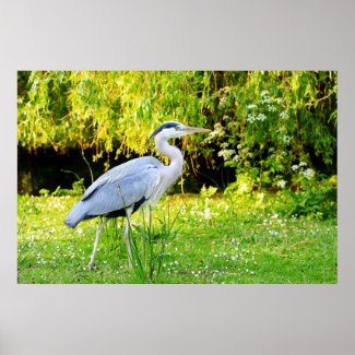 Heron in the park of London Posters