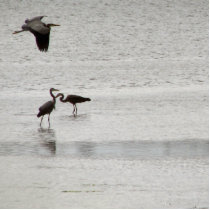 Heron Party Photo Cutout