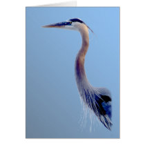 Heron Portrait Cards