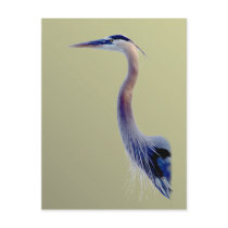 Heron Portrait Postcards