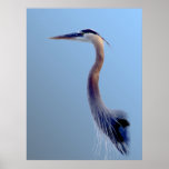 Heron Portrait posters