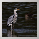 Heron Portrait Print
