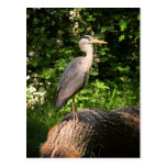 Heron Post Cards