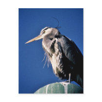 Heron Post Card